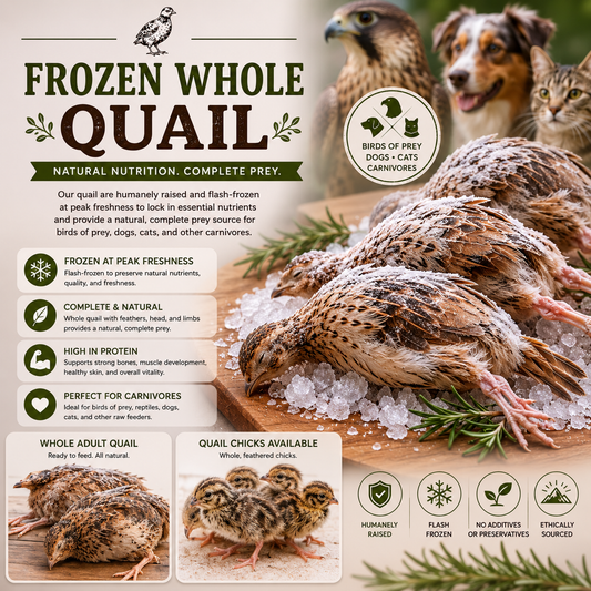 Frozen Whole Coturnix Quail
