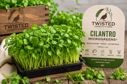 Fresh Cilantro Microgreens