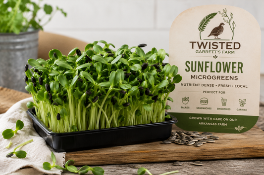 Fresh Sunflower Microgreens